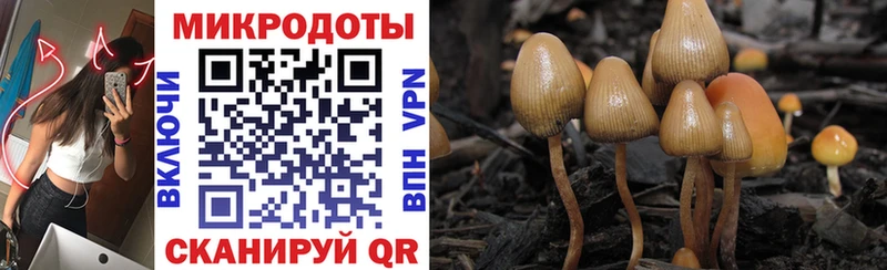 MEGA онион  маркетплейс как зайти  Галлюциногенные грибы Psilocybe  закладка  Шебекино 